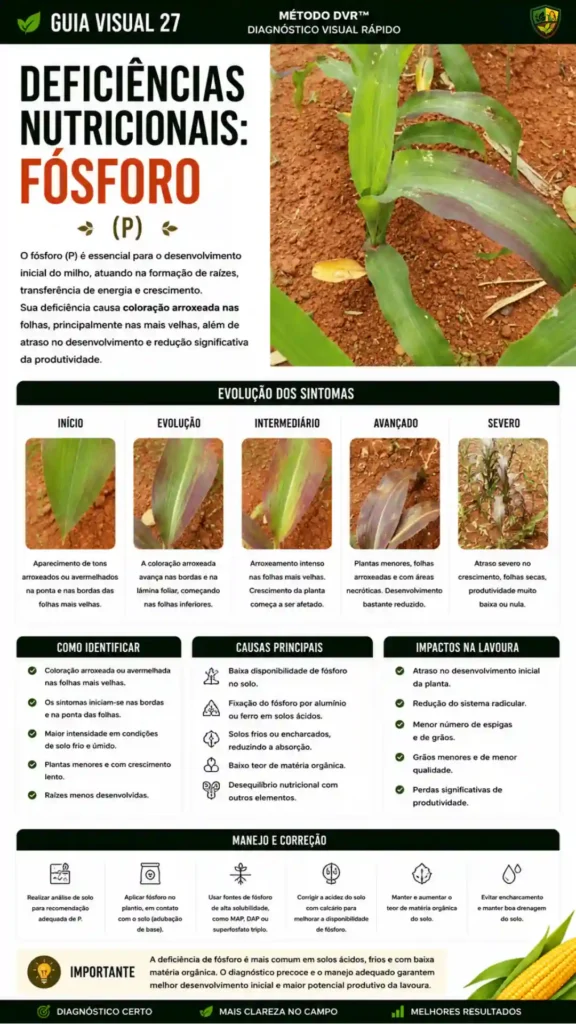 Entregavel-1.webp