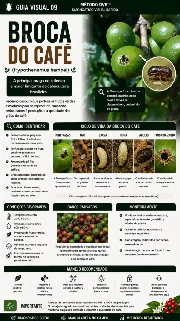 broca.webp